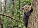 bear and girl