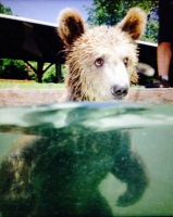 bear and girl