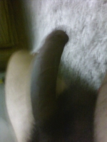 Some pics