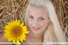 Sunflower - N