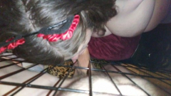 Daddy's pet slave - N