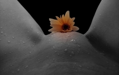 Flower Power Babes 4 - N