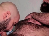 BEARFILMS Hairy Rob Hairy Barebacked By Bear Ubago Noxon